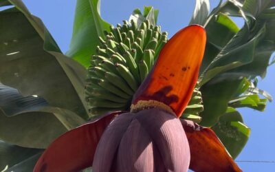 Guided tour with Lunch